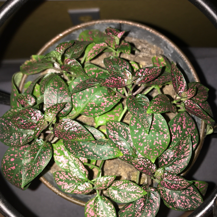 Healthy potted Polka Dot plant with dense green and white speckled leaves, well-framed top-down view.