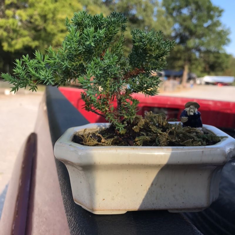 Small English Yew plant in a ceramic pot with dense green foliage, outdoors.
