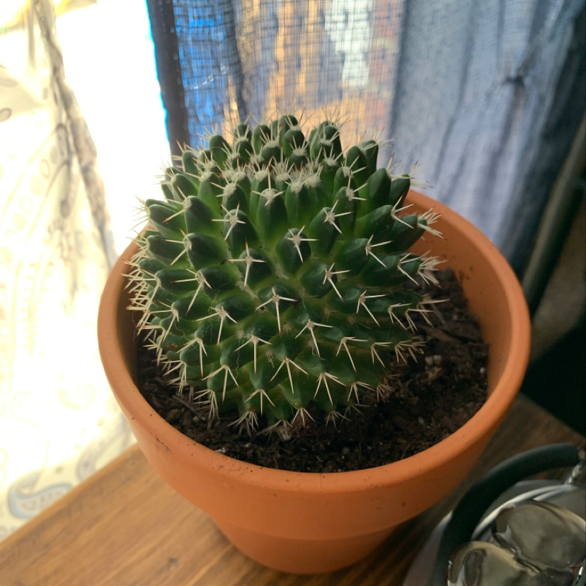 Plant care for Weeping Yoshino on Greg, the plant care app