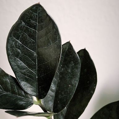 Photo of the plant species Raven ZZ Plant by @krazykellster named Laila on Greg, the plant care app