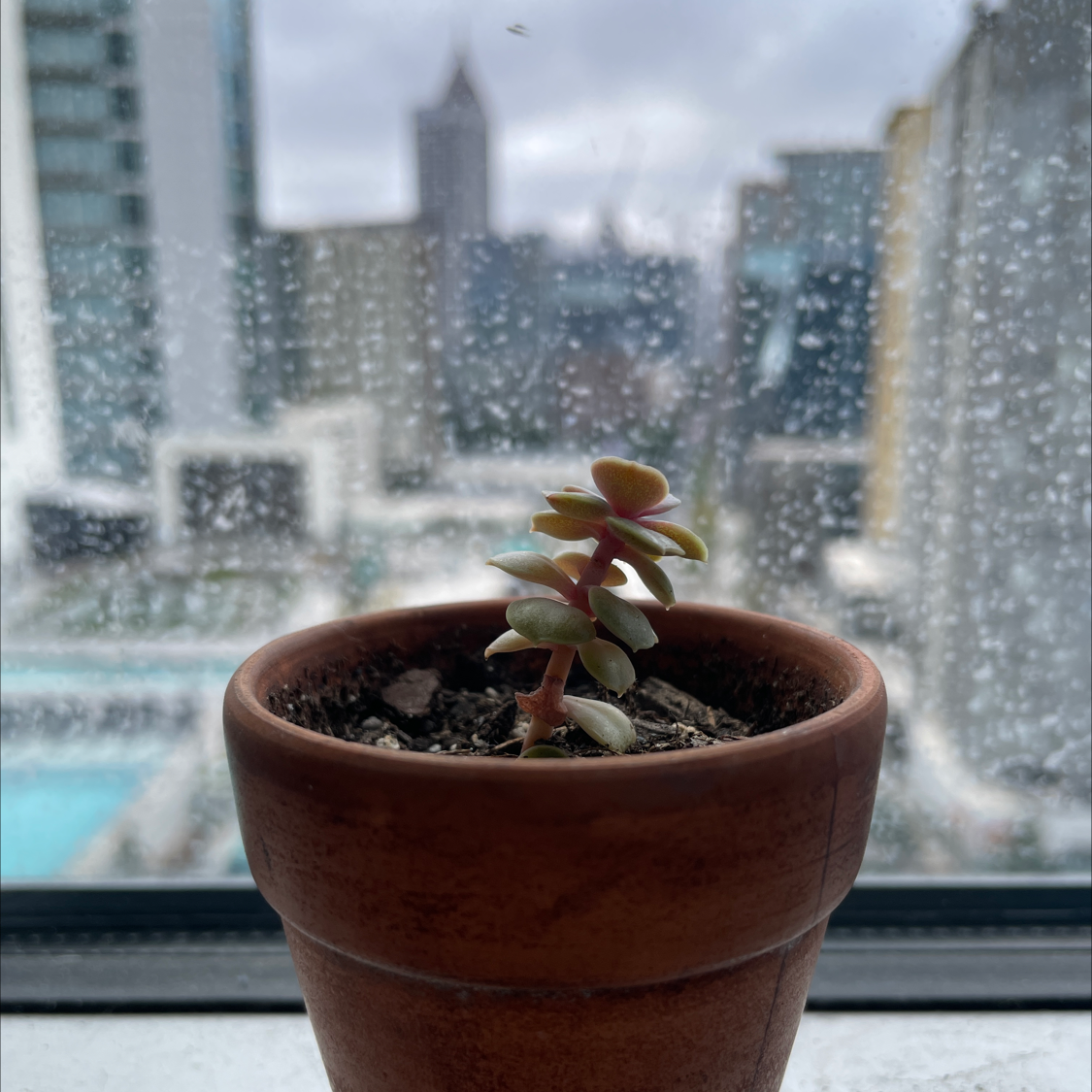 Elephant Bush plant in a terracotta pot on a windowsill with a cityscape background.