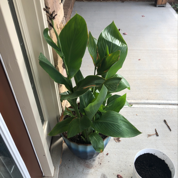 Photo of the plant species Canna Lily by @koolaidkhris named Canna Bana on Greg, the plant care app