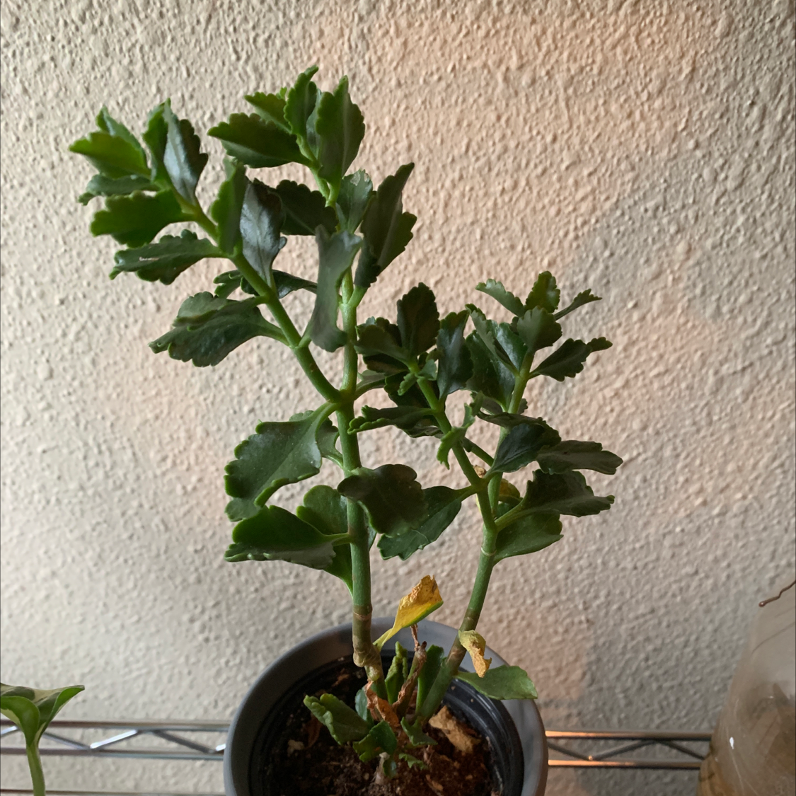 When And Where Should I Trim My Florist Kalanchoe?