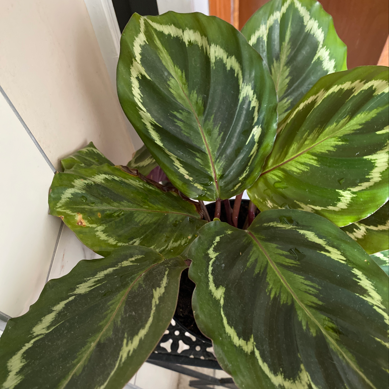 Close-up of a healthy Calathea roseopicta plant with vibrant green and cream variegated oval leaves.
