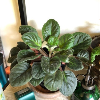African Violet plant in Vernon Hills, Illinois