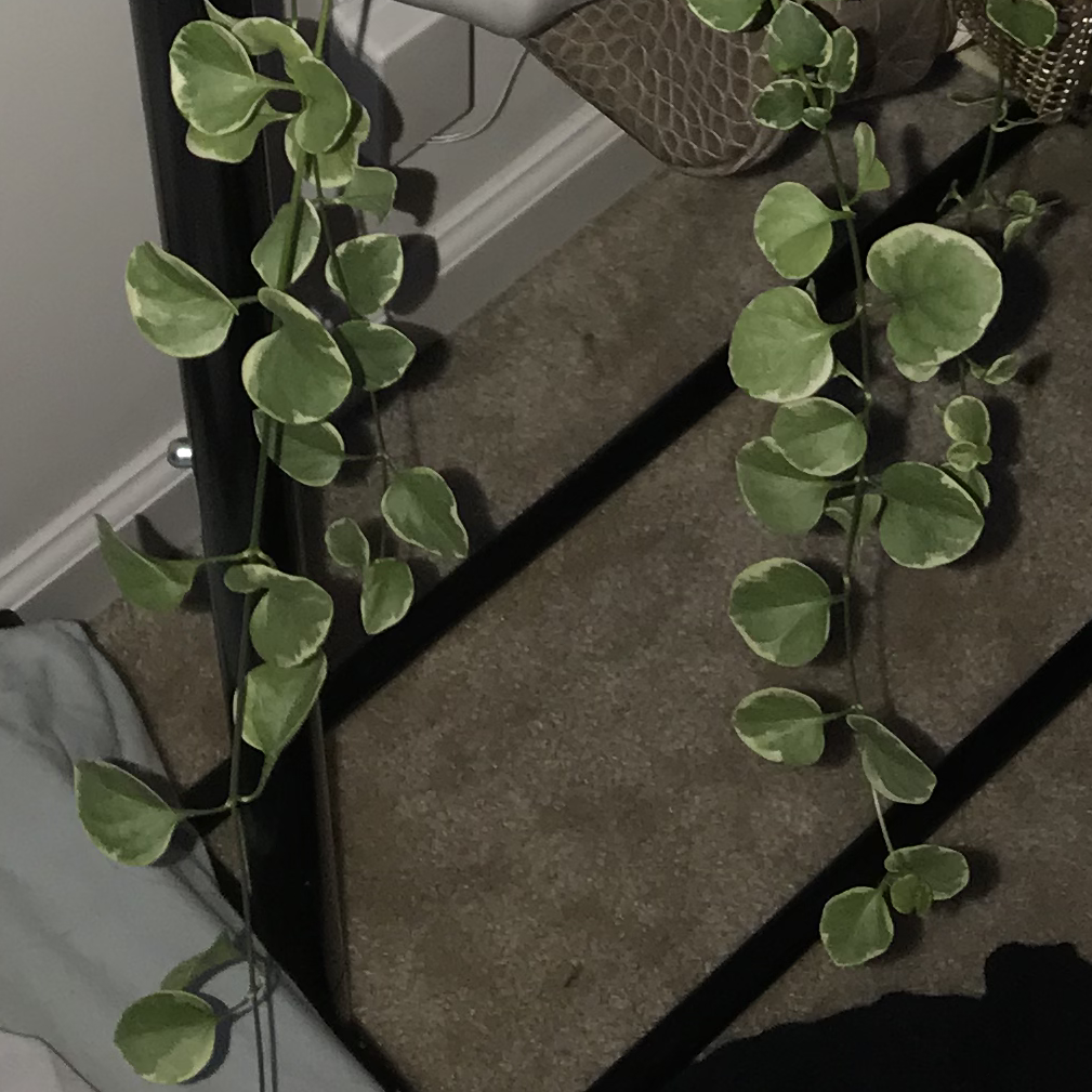A lush, healthy greater periwinkle plant with trailing vines and round green leaves, growing in a hanging planter.