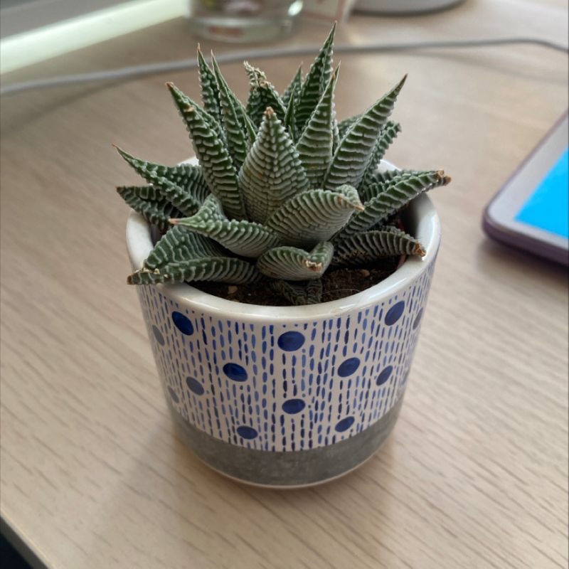 Healthy Haworthia limifolia succulent plant with striped dark green leaves in a blue and white ceramic pot, well-focused image