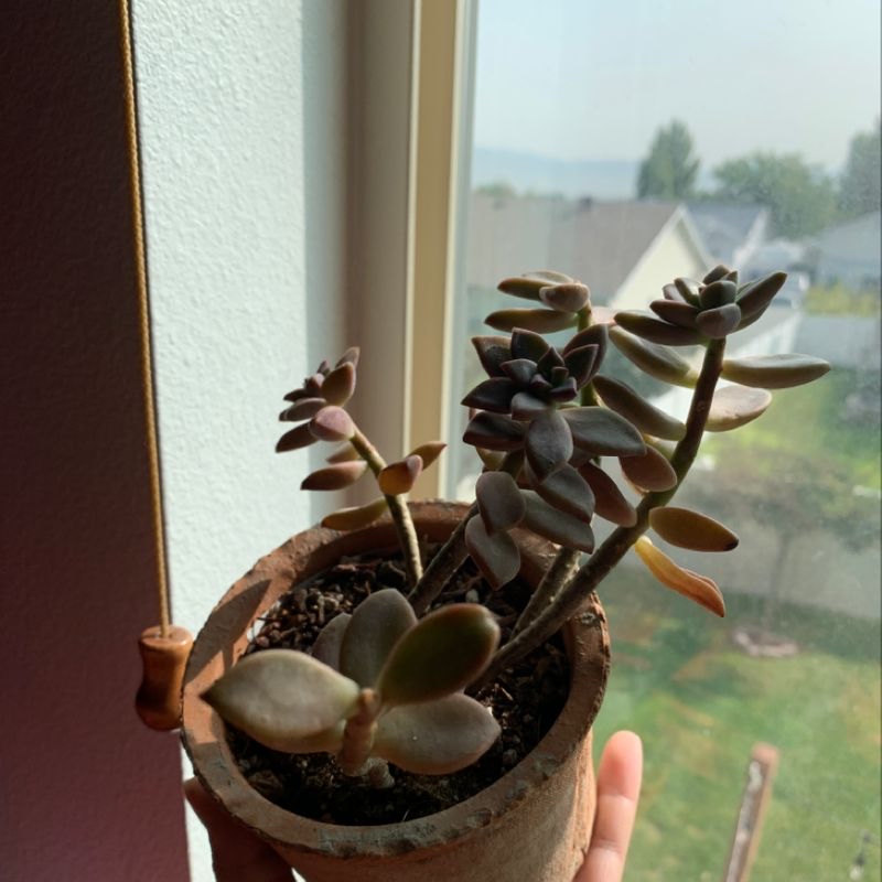 Photo of the plant species Purple Rain x Egg Cluster by Samantha named Stella on Greg, the plant care app