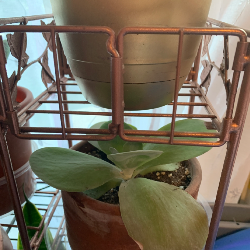 Potted Flapjacks plant with broad, flat leaves on a metal rack. Some leaf browning visible.