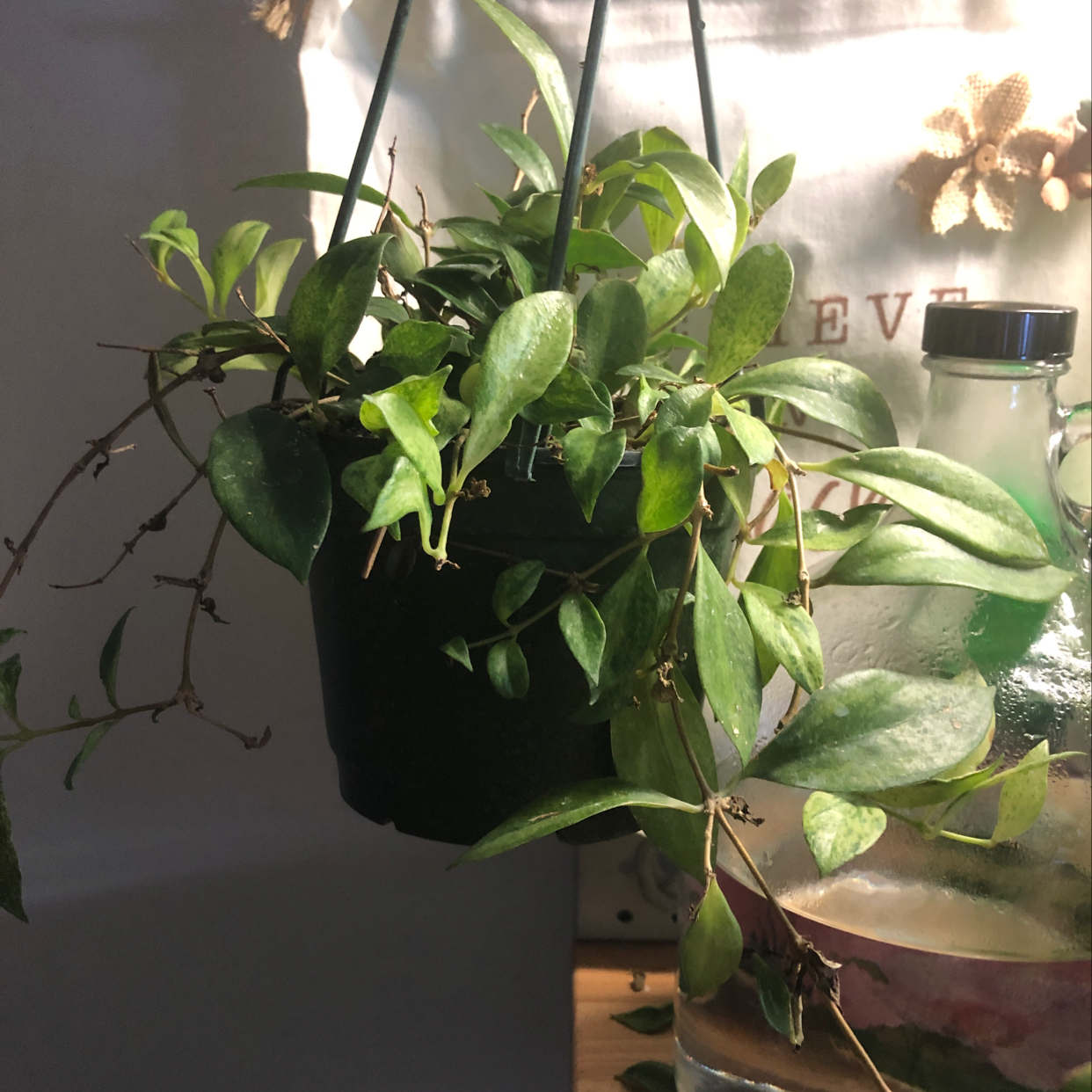 Healthy Ficus ginseng plant in a hanging black planter, with vibrant green leaves and no signs of discoloration or disease.