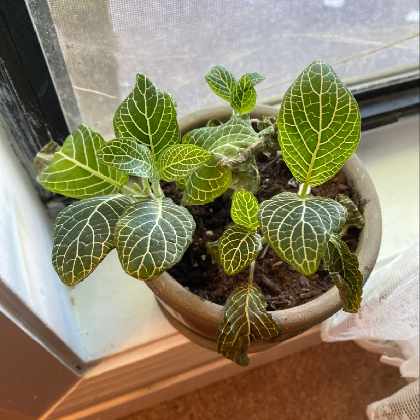 Plant care for Grape on Greg, the plant care app