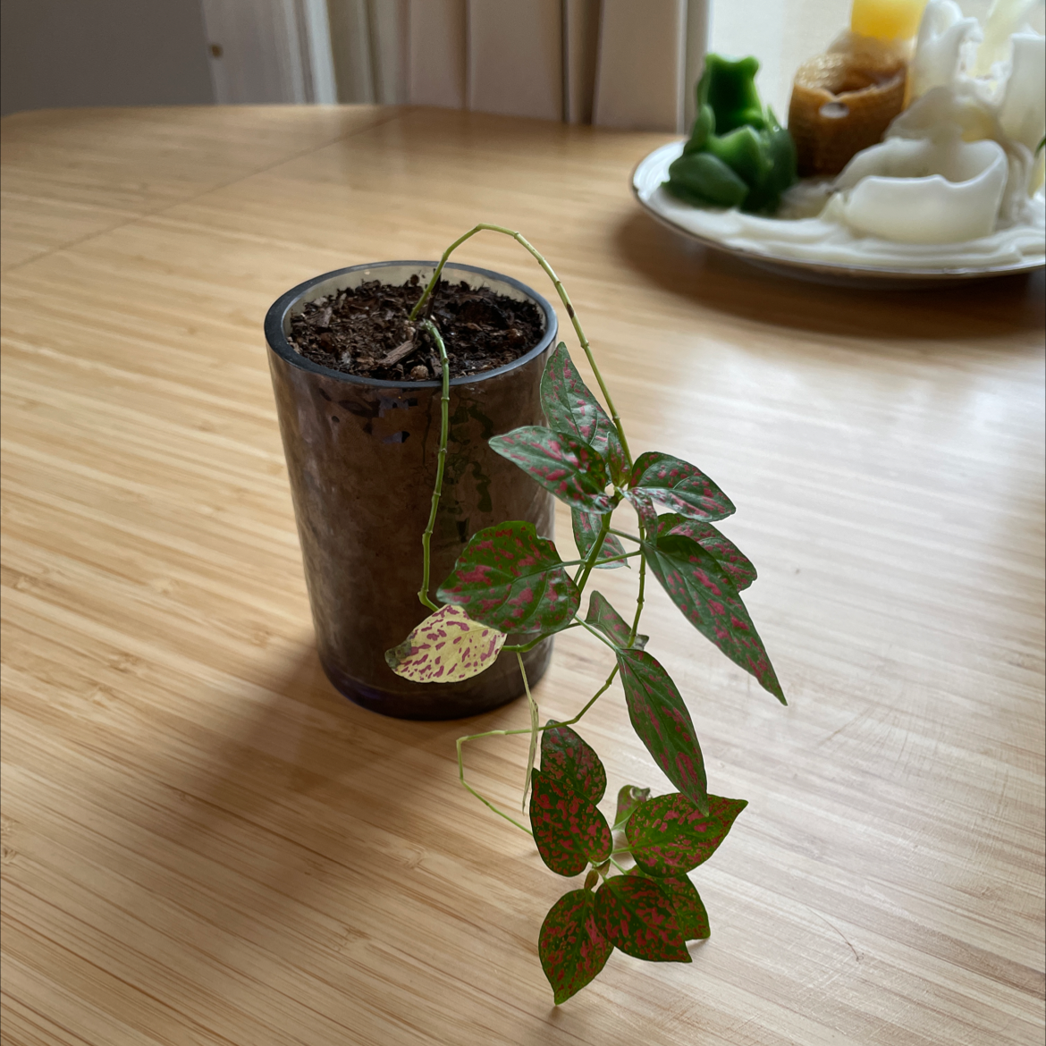 Healthy potted Polka Dot Plant with vibrant green and pink spotted leaves, sitting on a wooden table in a home interior.