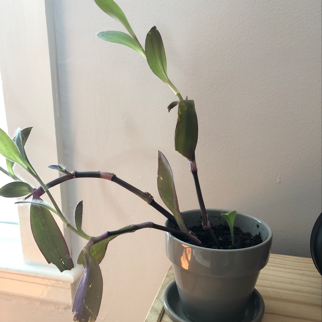 Photo of the plant species Barailian Wood by Sierra named Xena on Greg, the plant care app
