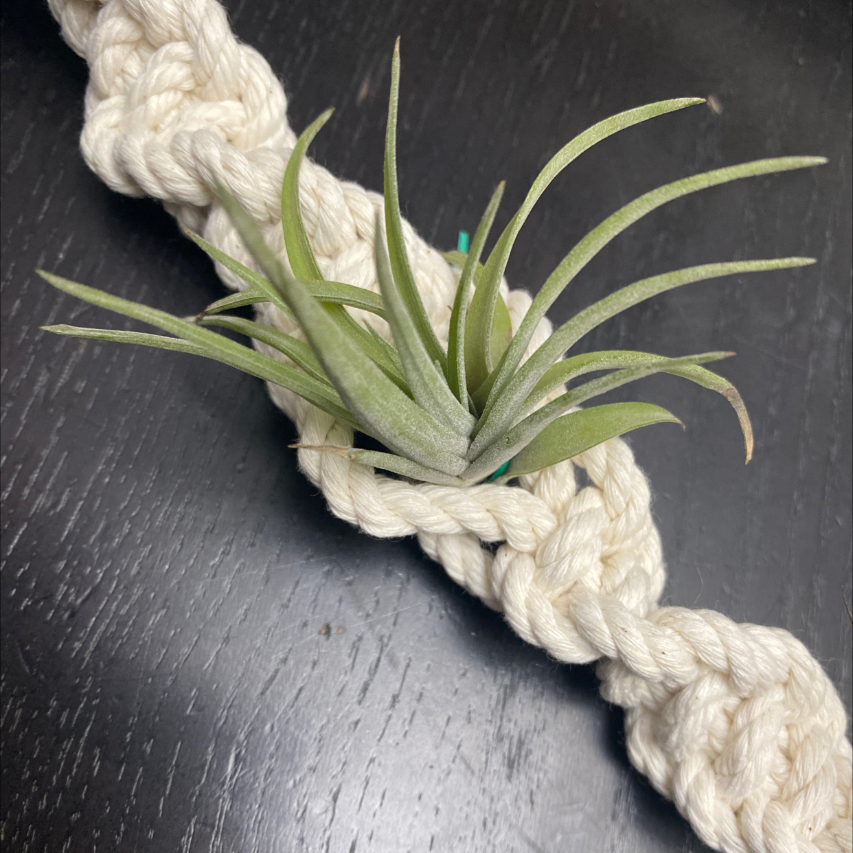 A close-up photo of a healthy Blushing Bride air plant with curled grayish-green leaves, held in a hand against a black background.