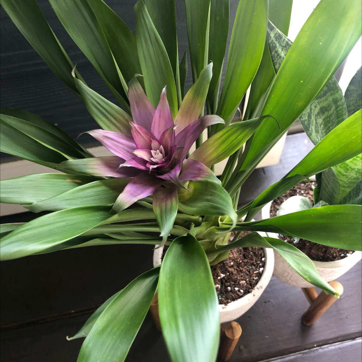 Healthy droophead tufted airplant with vibrant green leaves and a pink inflorescence, potted in a container.