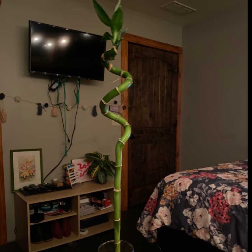 Healthy spiral lucky bamboo plant in glass vase on shelf in front of TV in bedroom with floral bedding.