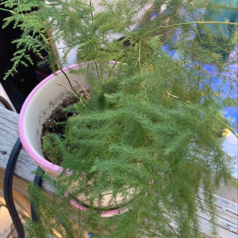 Healthy Asparagus Fern in a pink pot outdoors, with lush green foliage and no signs of disease or discoloration.