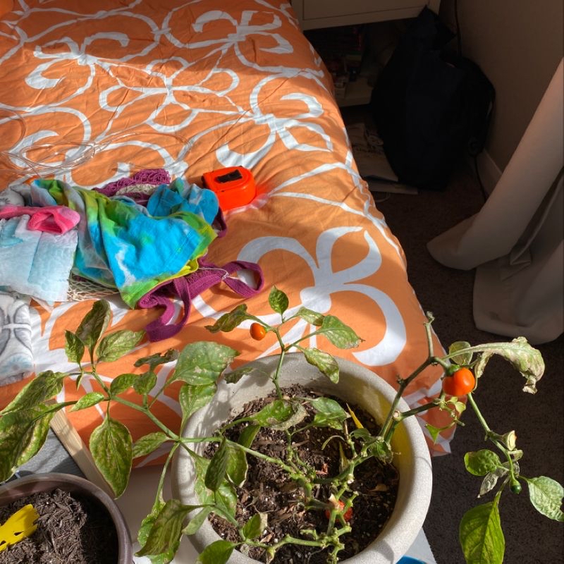Pepper plant in a pot with some yellowing and browning leaves, visible peppers, and household items in the background.