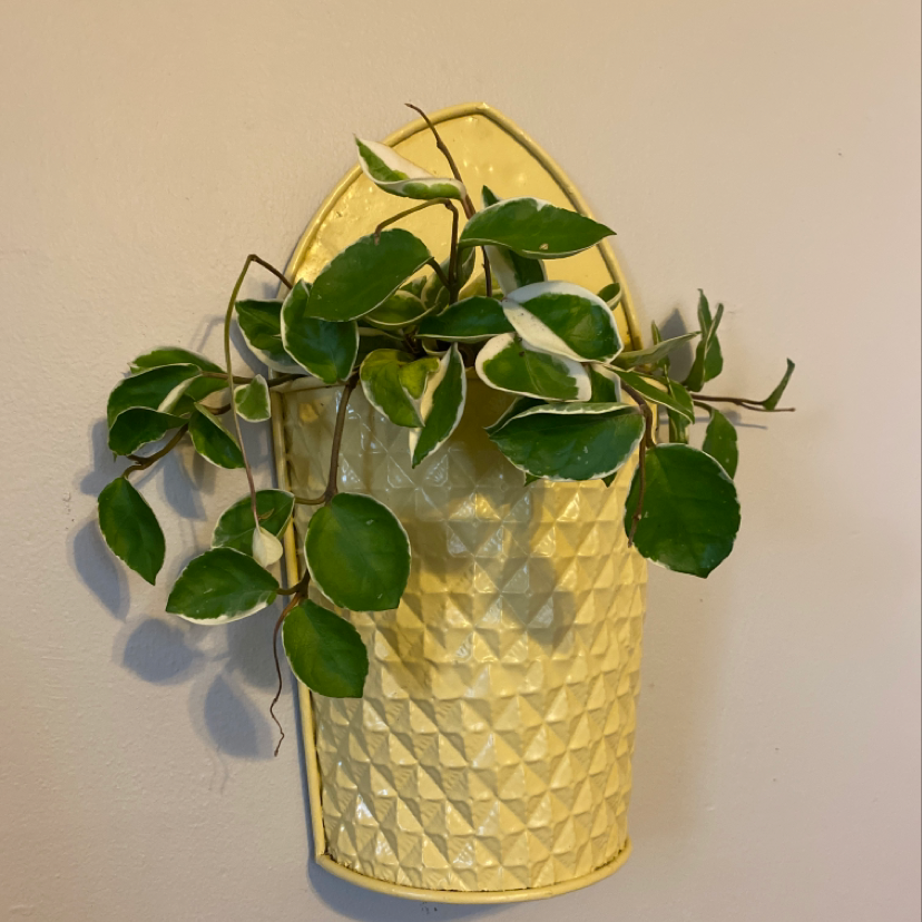 Healthy wax plant with glossy green leaves in a yellow textured ceramic pot, well-framed against a plain background.
