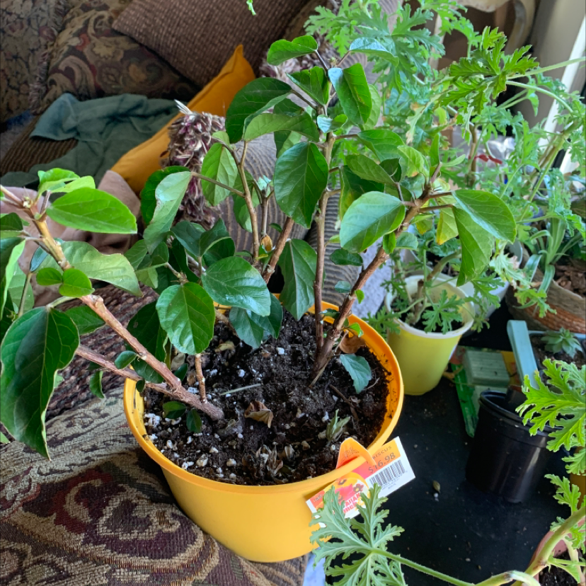 Chinese Hibiscus plant in a yellow pot with some browning leaves and visible soil.