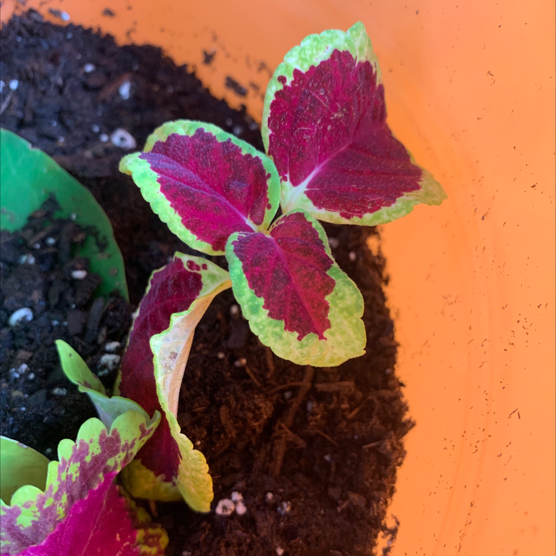 Close-up of a healthy coleus plant with striking purple and bright green variegated leaves against an orange background.