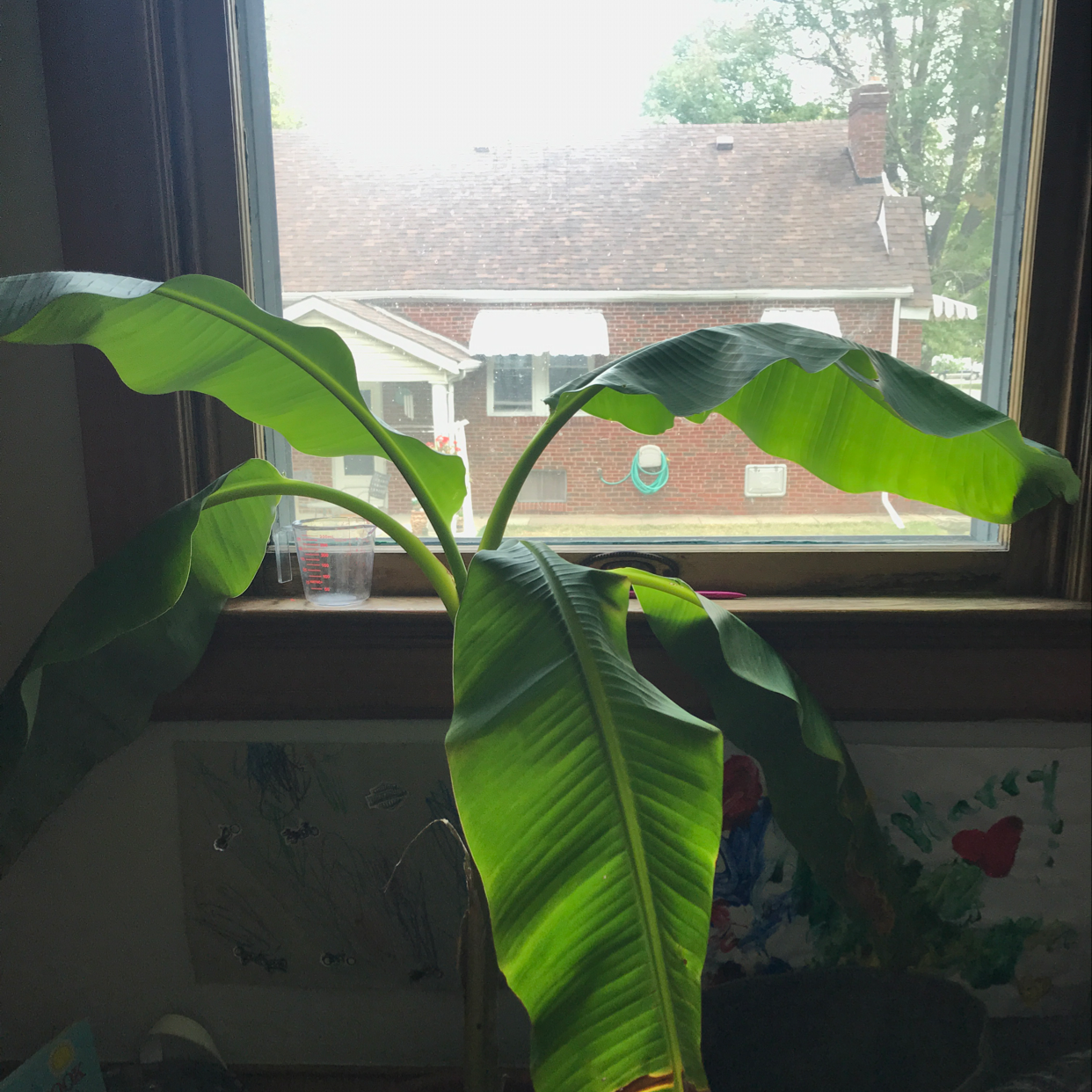 Abyssinian Banana plant with large, broad leaves near a window indoors.