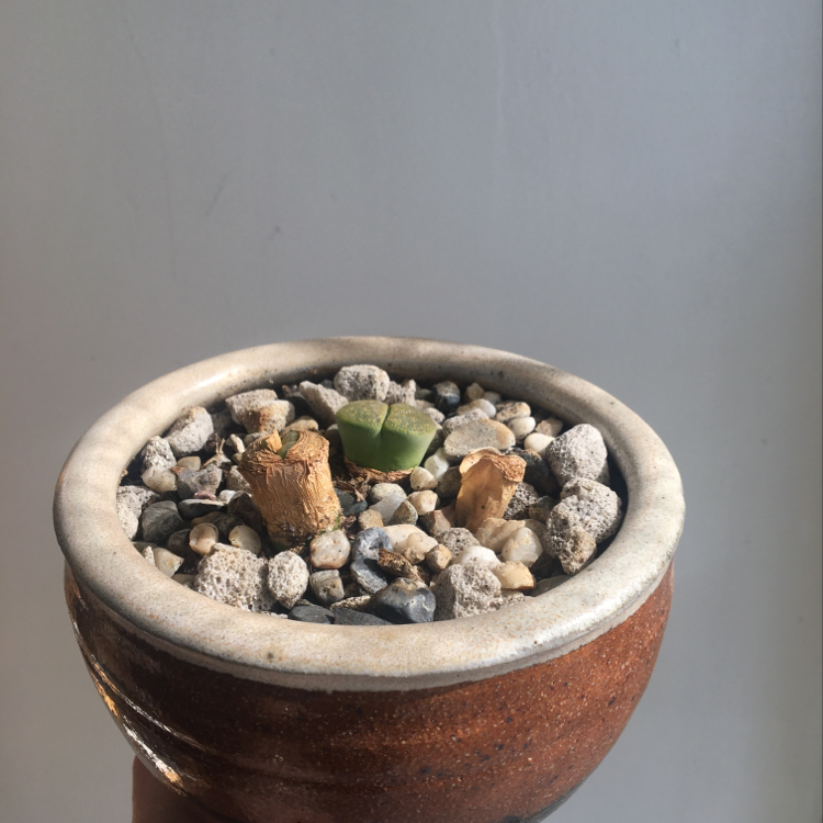 Small Bishop's Cap Cactus in a pot with rocky soil, well-framed and in focus.