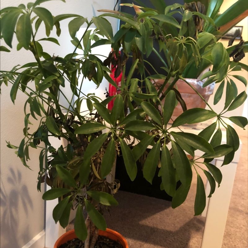 Healthy dwarf umbrella tree with lush foliage and red flower in a brown pot on a wood surface.