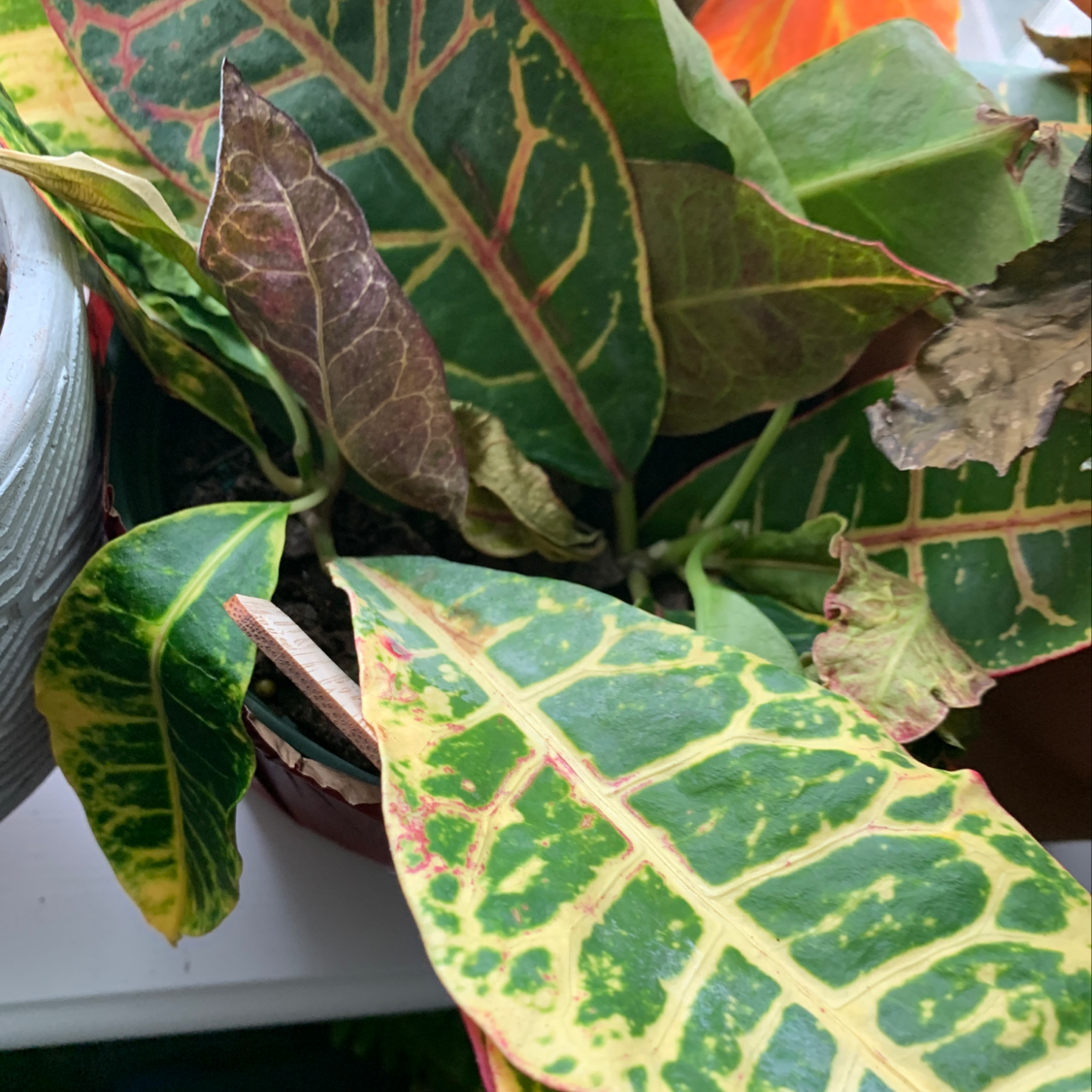 Nana Petite White Plant Care: Water, Light, Nutrients | Greg App 🌱