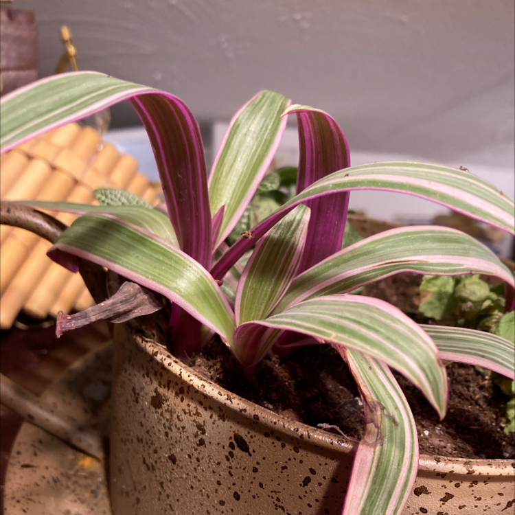 Close-up of a healthy Moses-in-the-Cradle plant with vibrant purple and green striped leaves in a brown ceramic pot.