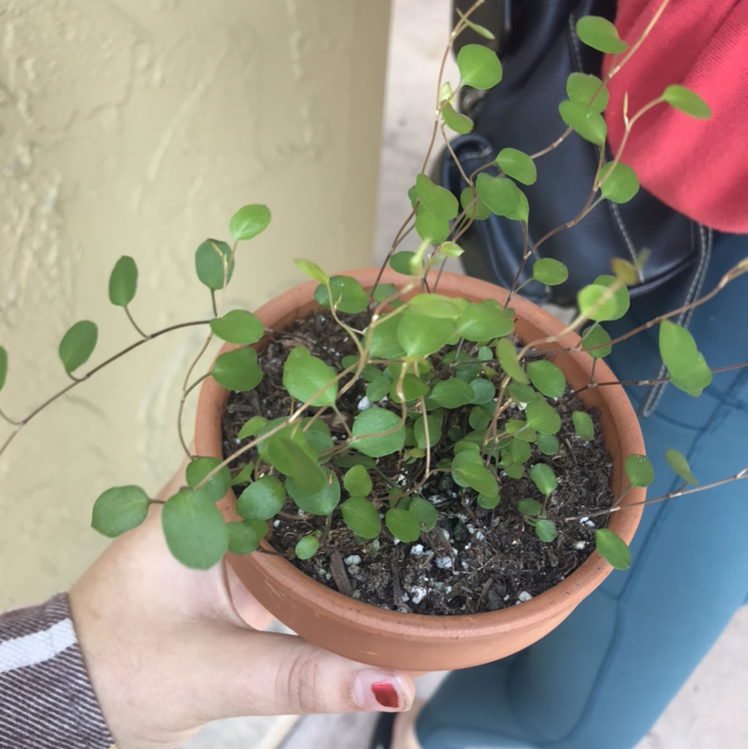 Hands holding a healthy potted vining peperomia plant with small round green leaves trailing over a terracotta pot.