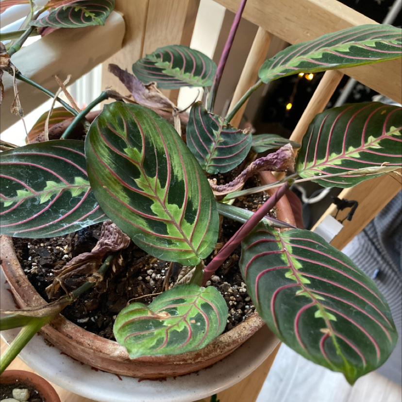 Healthy green prayer plant with patterned leaves in a terra cotta pot, soil visible. Multiple plants potted together.