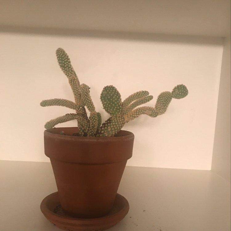 Bunny Ears Cactus (Opuntia microdasys) in a terracotta pot, healthy and well-framed.