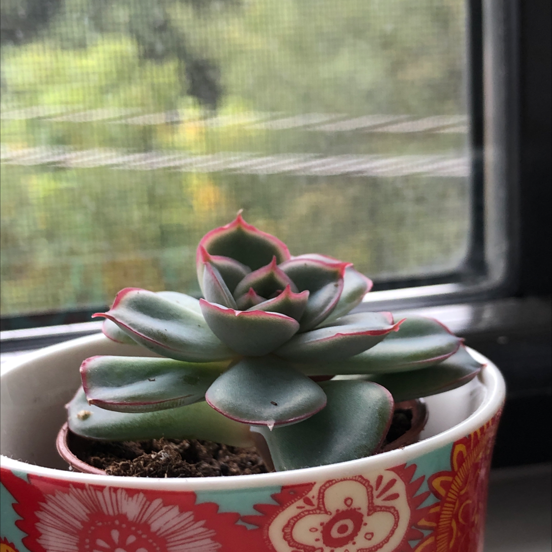 Healthy Echeveria Runyonii plant in a decorative pot on a windowsill.