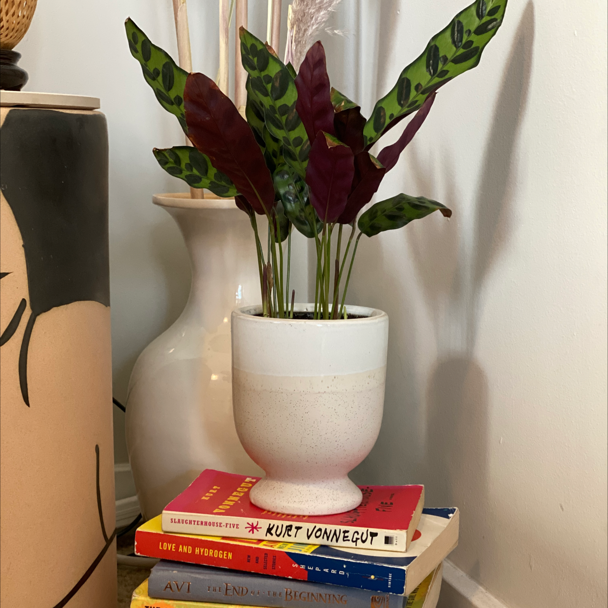 Photo of the plant species None by Carrie named Grumpy on Greg, the plant care app