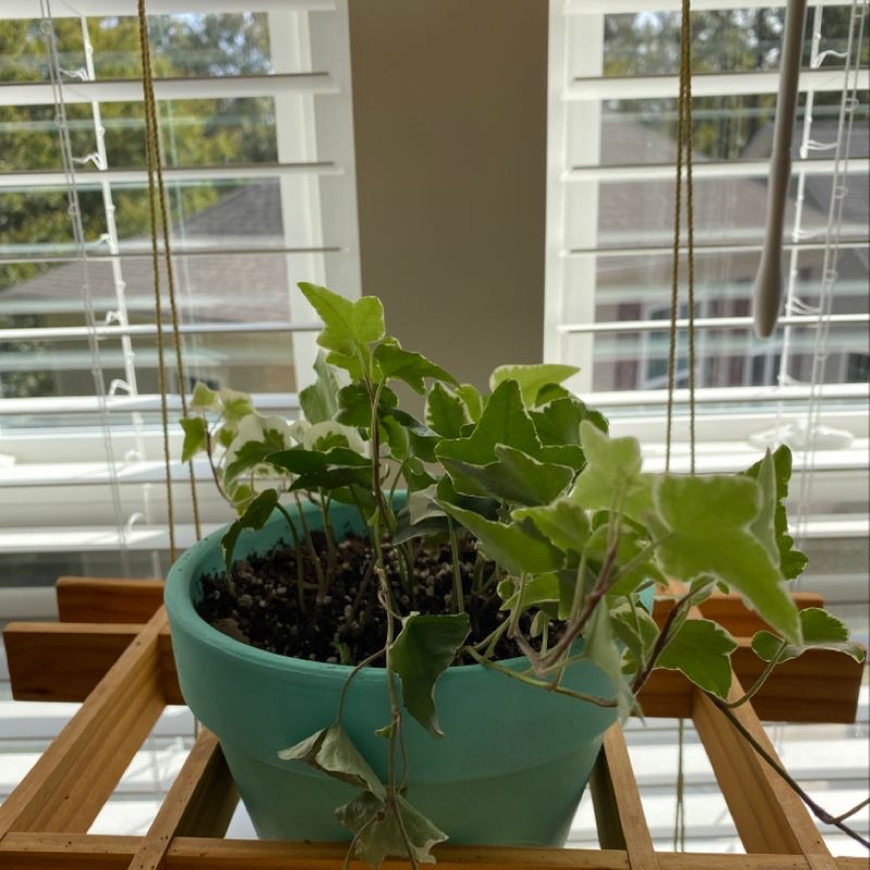 Thriving potted English Ivy plant with lush green foliage on a wooden window sill, with trees visible outside the window.