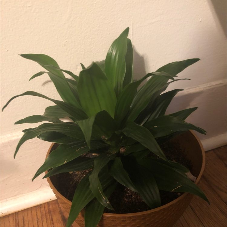 Photo of the plant species Pirouette by Sydney named Mochi on Greg, the plant care app