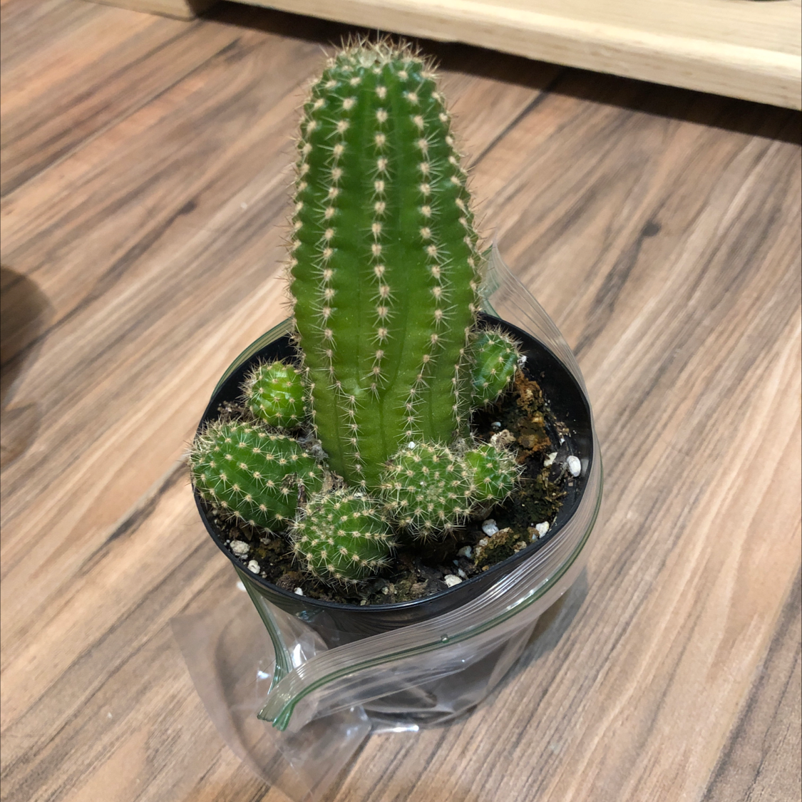 Potted Golden Torch cactus with multiple stems, healthy and well-framed.