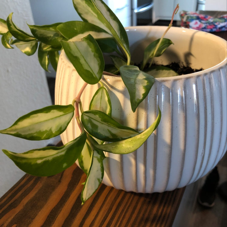 Healthy potted waxplant with glossy green and cream variegated leaves in a white ceramic planter, slight yellowing on lower leaves.