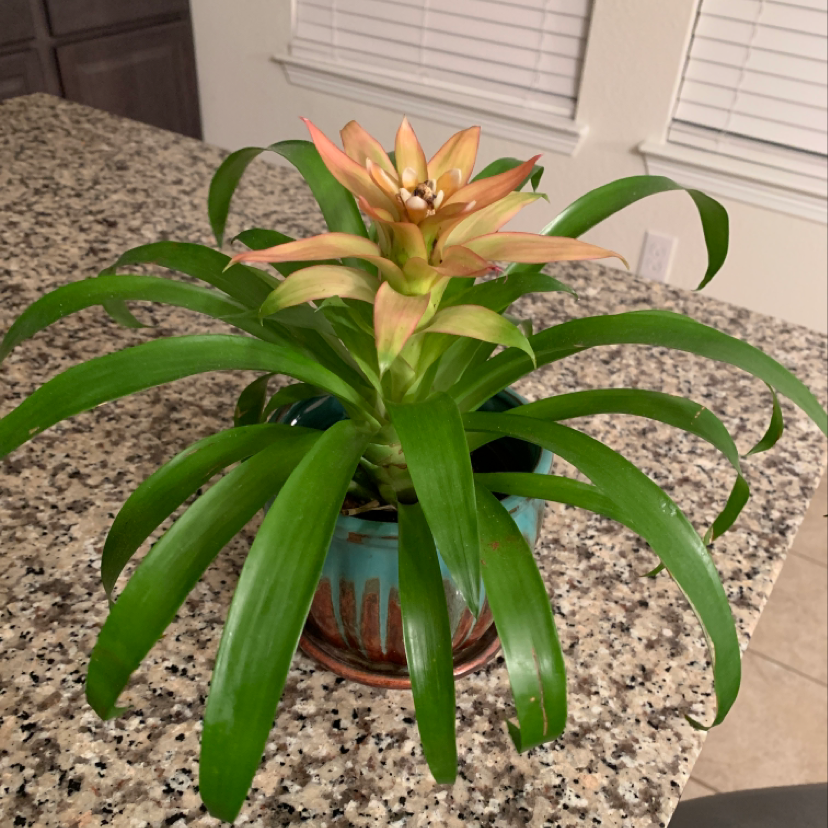 Healthy green Tillandsia airplant in a small pot on pebbles, with pointed leaves and slight red tips.