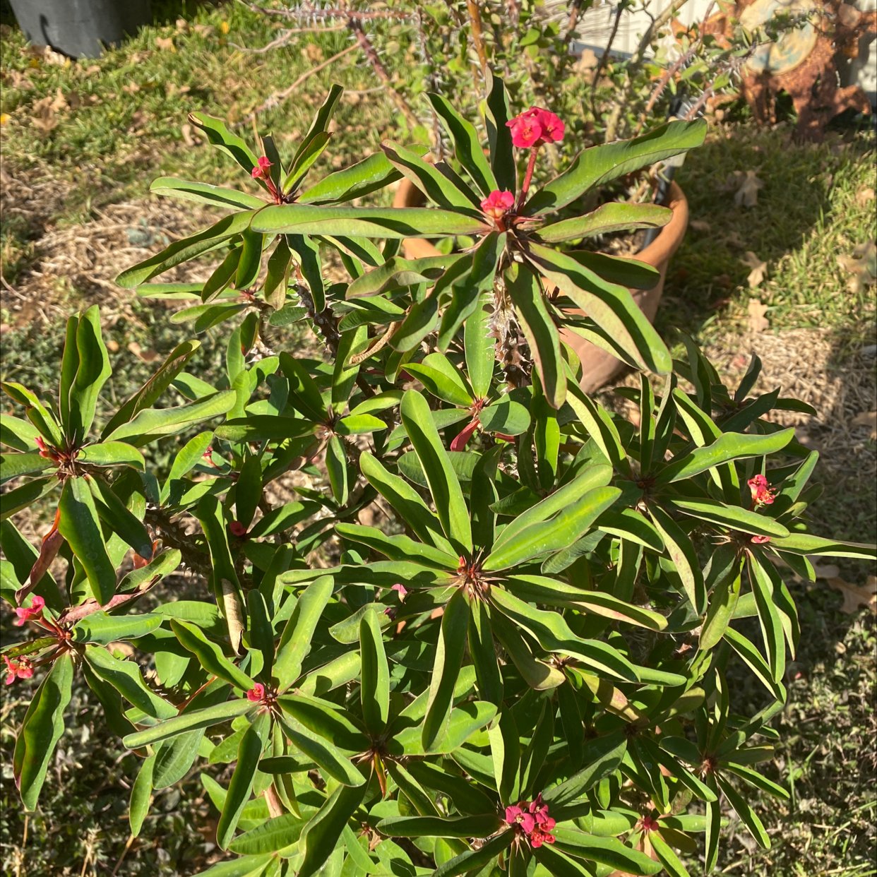 Healthy Crown of Thorns plant with dense green foliage and small pink flowers, growing in a garden setting.