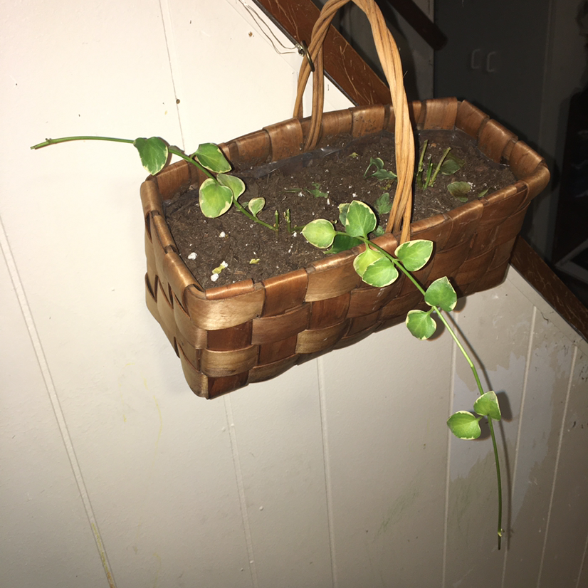 Healthy young Vinca major plant with shiny green leaves, growing in a woven wooden hanging basket against a white wall.