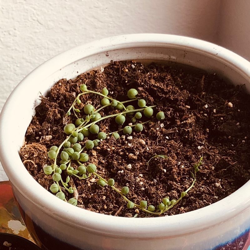 String of Pearls plant in a white pot with visible soil and healthy green beads.