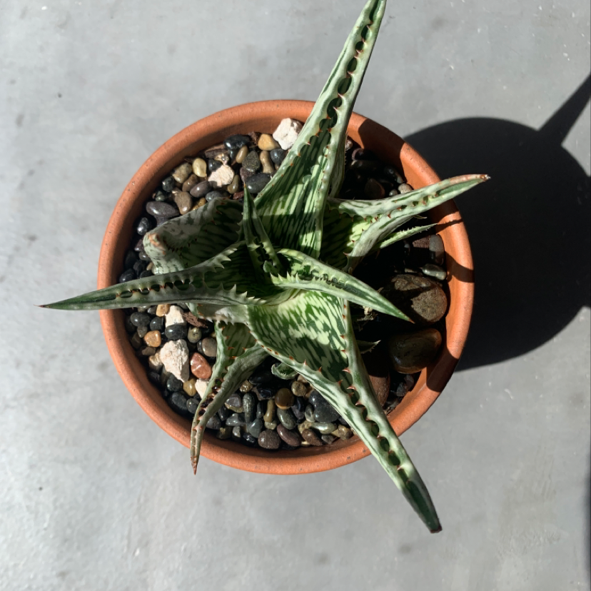 Healthy potted Haworthia fasciata succulent plant with thick green and white striped leaves, held in hands showing scale.