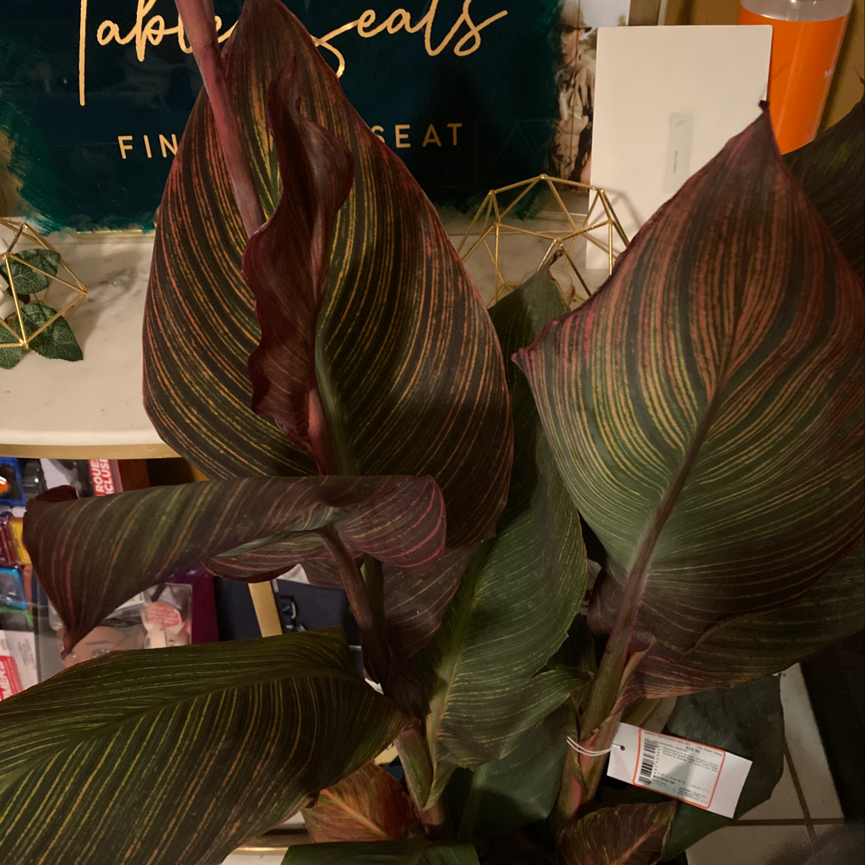 💧 Why Are My Canna Lily Leaves Droopy?