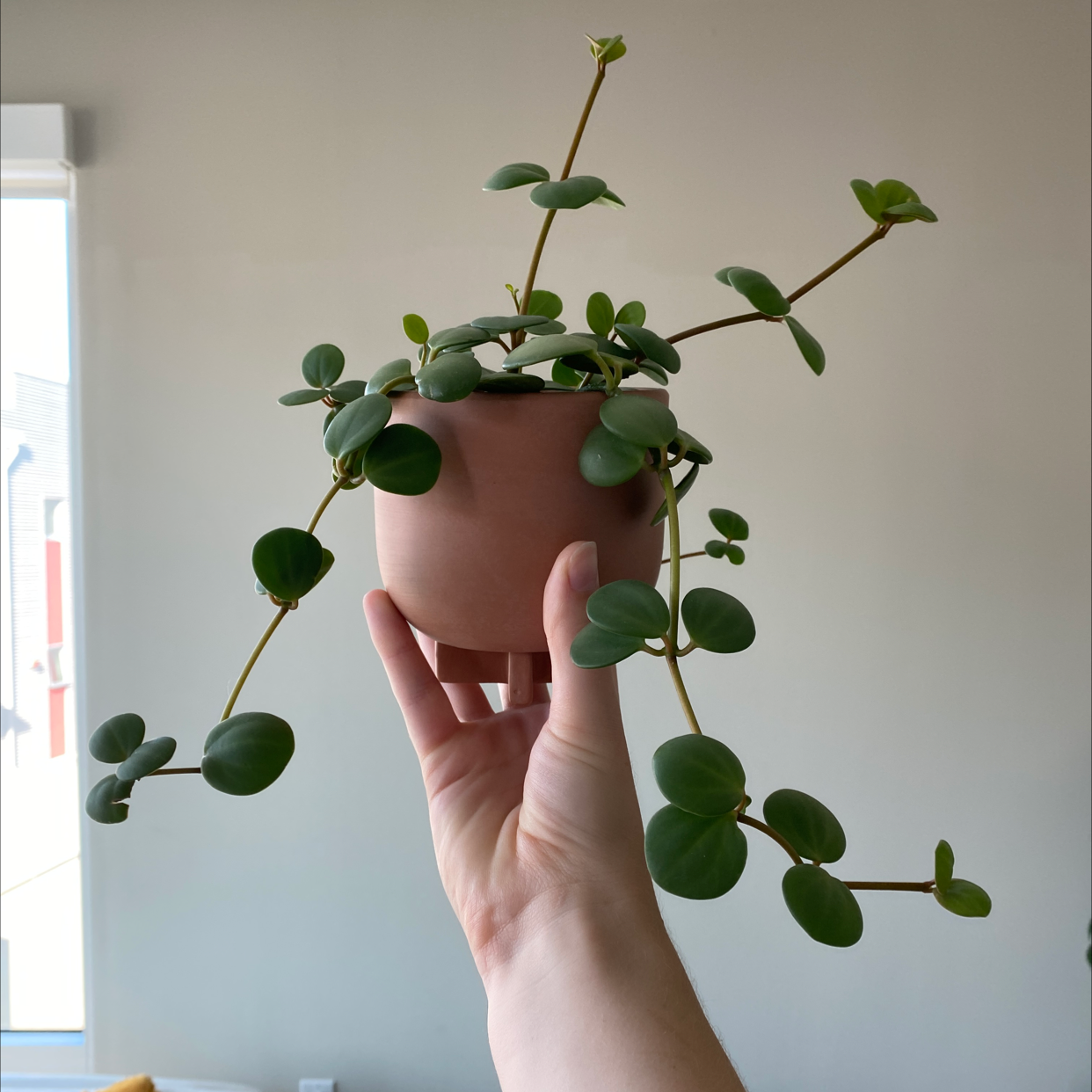 Photo of the plant species Lacunosa Silver Lime by Carrie named Button bud on Greg, the plant care app