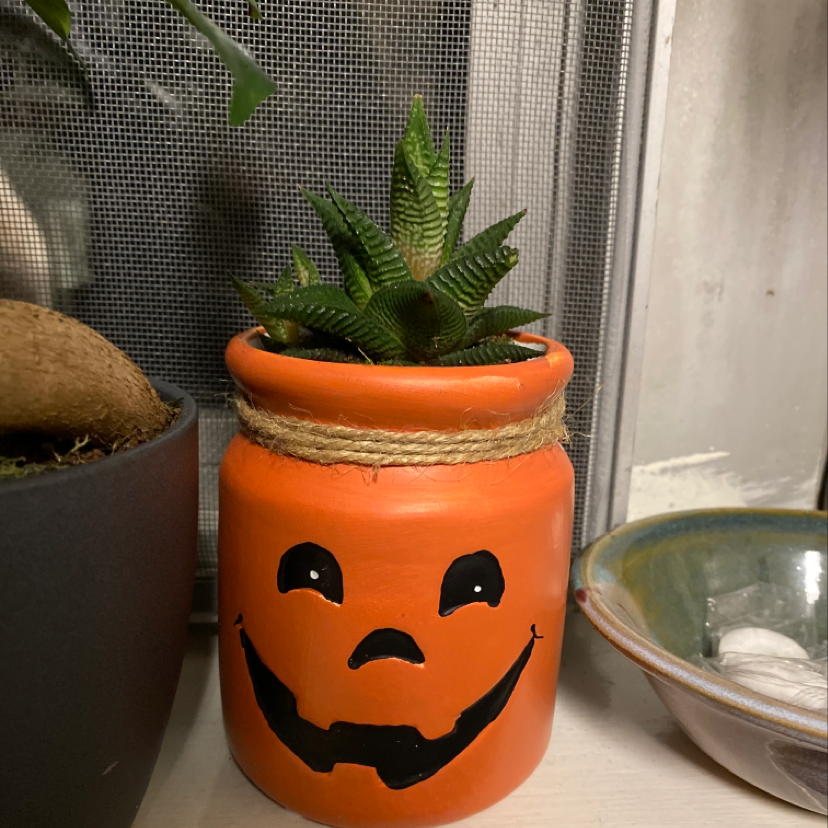 A healthy Fairy Washboard succulent plant in a decorative orange Halloween jack-o-lantern pot on a windowsill.