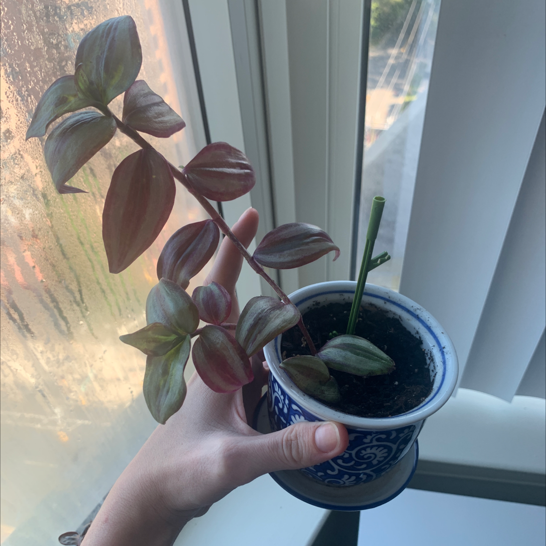 Hand holding up a healthy potted Tradescantia Zebrina plant with vibrant green and purple striped leaves in front of a bright window.