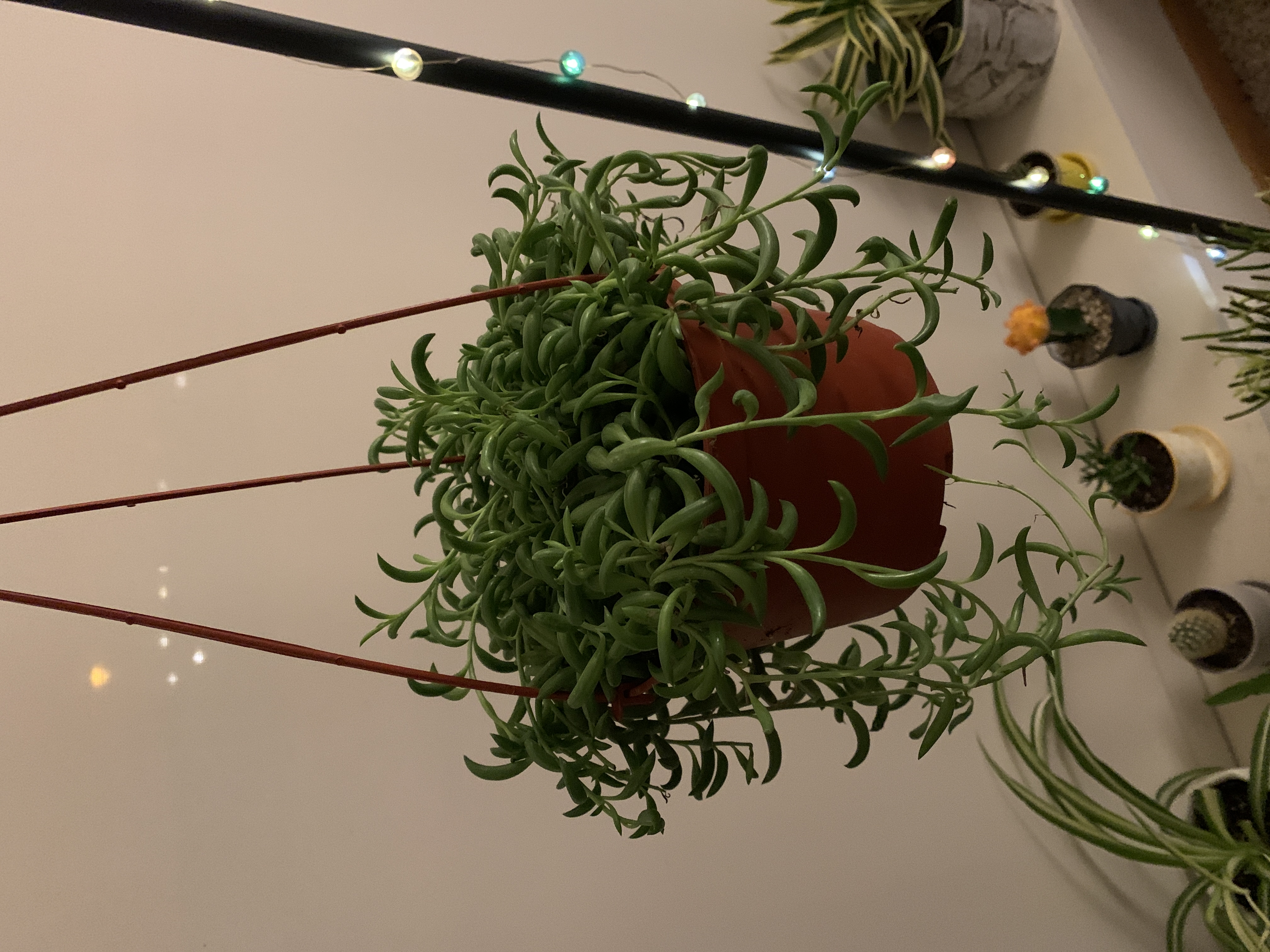 Healthy Curio radicans succulent in red hanging planter with trailing banana-shaped leaves, alongside air plants.