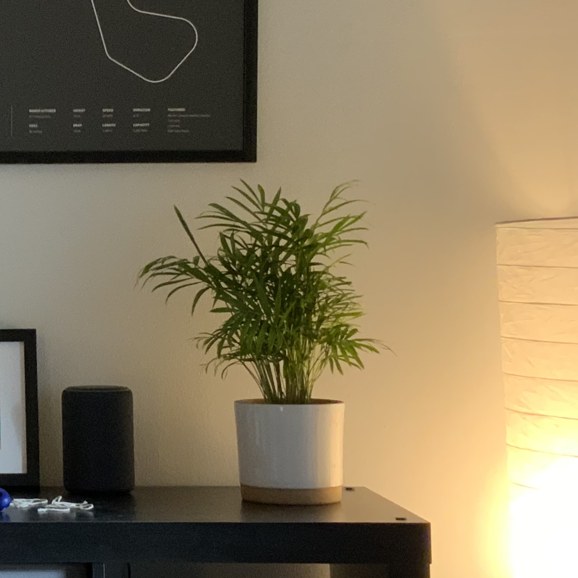 Healthy Parlour Palm plant in white ceramic pot on wooden shelf, with lush green foliage and no signs of disease or pests.